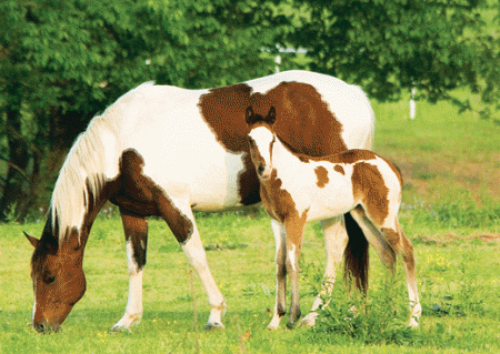 Paint horse